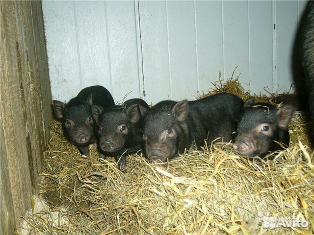 Поросята