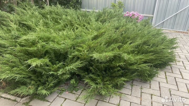 Можжевельник казацкий