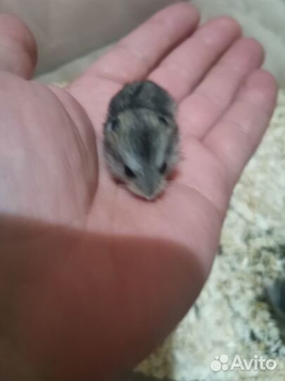 Джунгарские хомячки