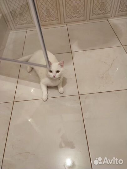 Котята в добрые руки бесплатно