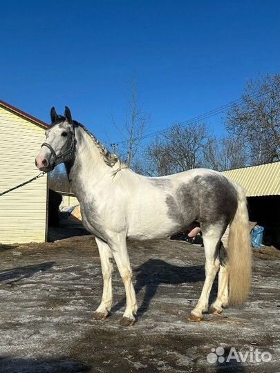 Лошади на продажу много
