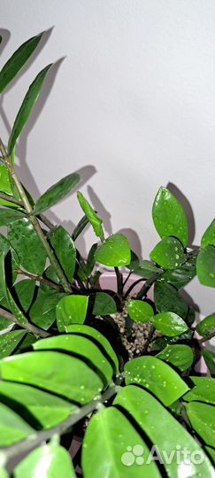 Замиокулькас