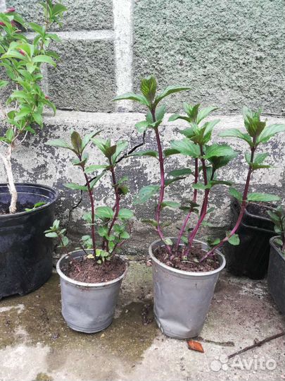 Энотера, Ландыш, мята,молодило