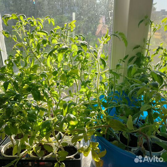 Рассада помидор