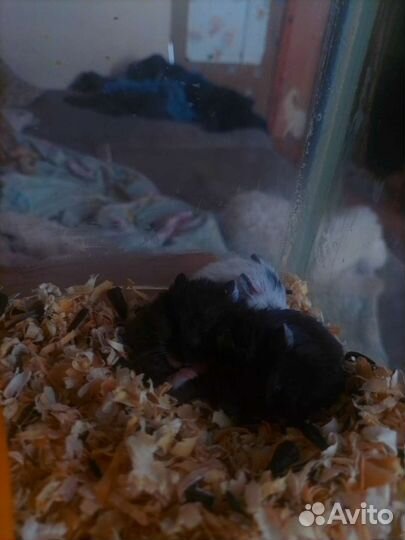 Джунгарский хомяк