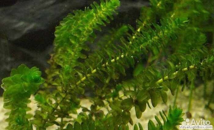 Продам криптокарина, гетерантера,элодея,мох