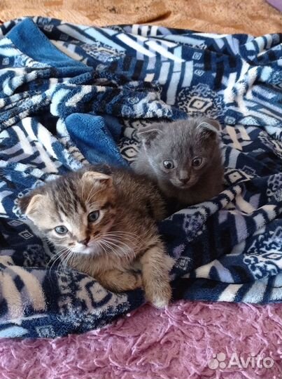 Отдаю бесплатно