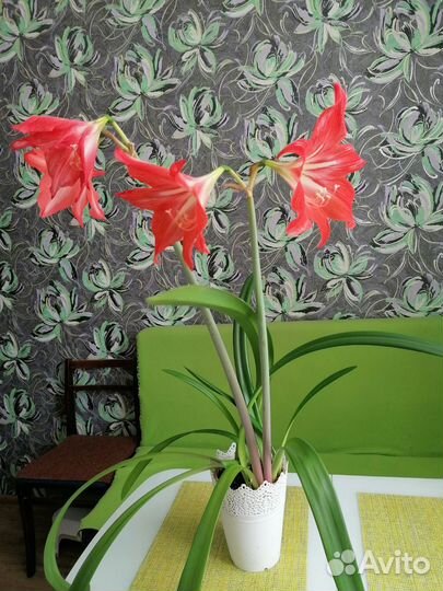 Гиппиаструм