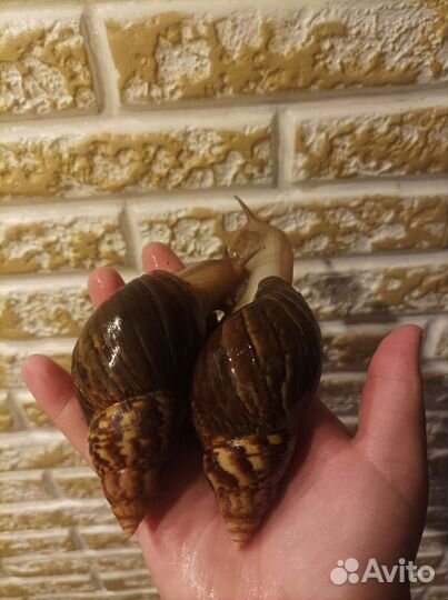 Улитка ахатина