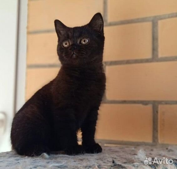 Черная пантера. Британская короткошерстная