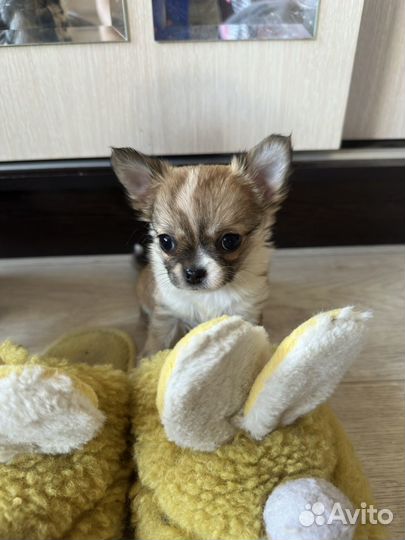 Щенок Чихуахуа