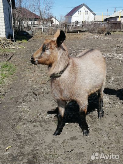 Продаю козу