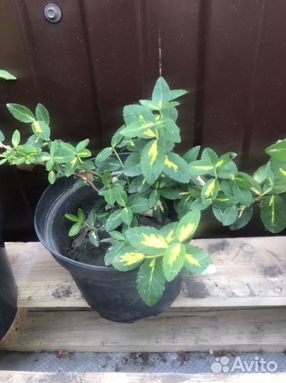 Бересклет форчуна