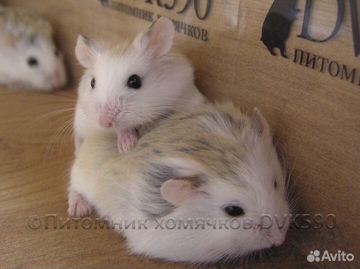 Самый маленький хомячок