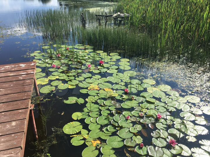 Участок 50 сот. (ИЖС)