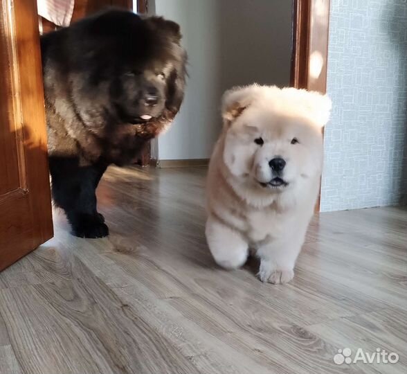 Девочка Чау-чау