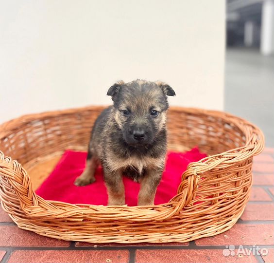 Щенок мальчик