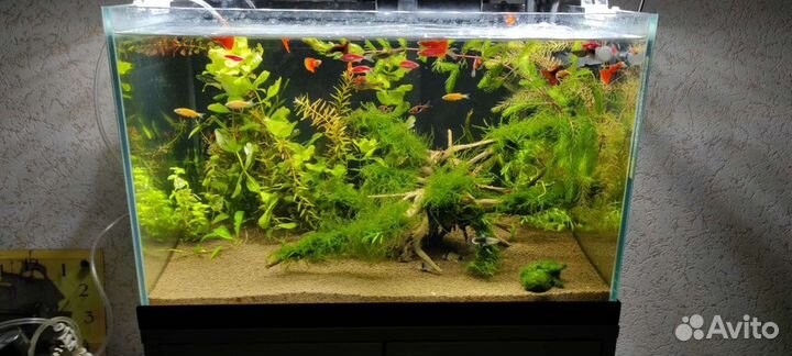 Чистка и обслуживание аквариума