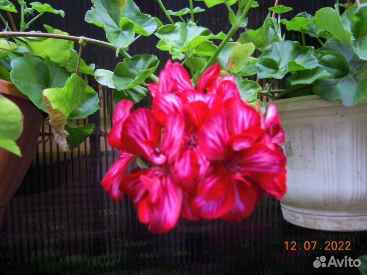 Герань пеларгония плющелистная 3 сорта