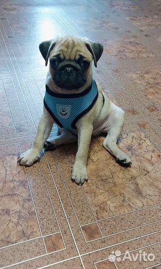 Шлейка для собаки / кошки. Размер М