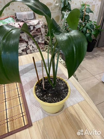 Эухарис амазонская лилия