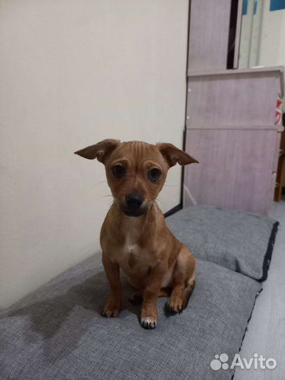 Маленькая собака