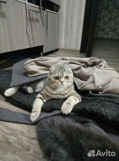 Шотландский кот на вязку