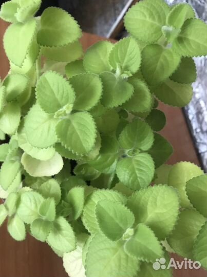 Комнатная мята