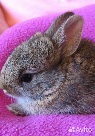 Крольчата