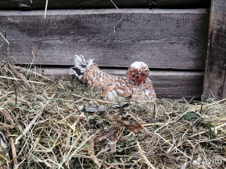 Куры карликовые бентамки