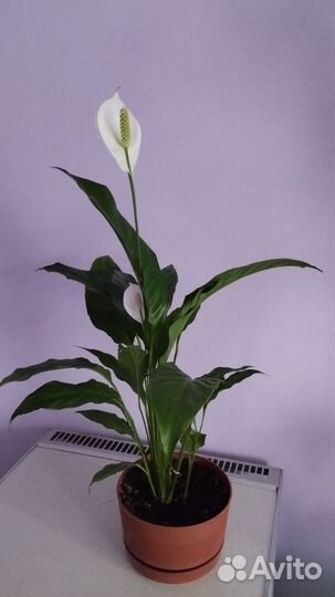 Спатифиллум Шопен
