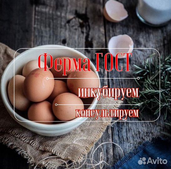 Инкубационное яйцо