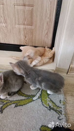 Коты бесплатно