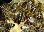 Пчелы пчелопакеты, матки, среднерусская пчела