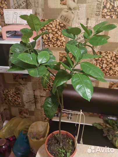 Лимон Аркабалено (радужный) кумкват обавата