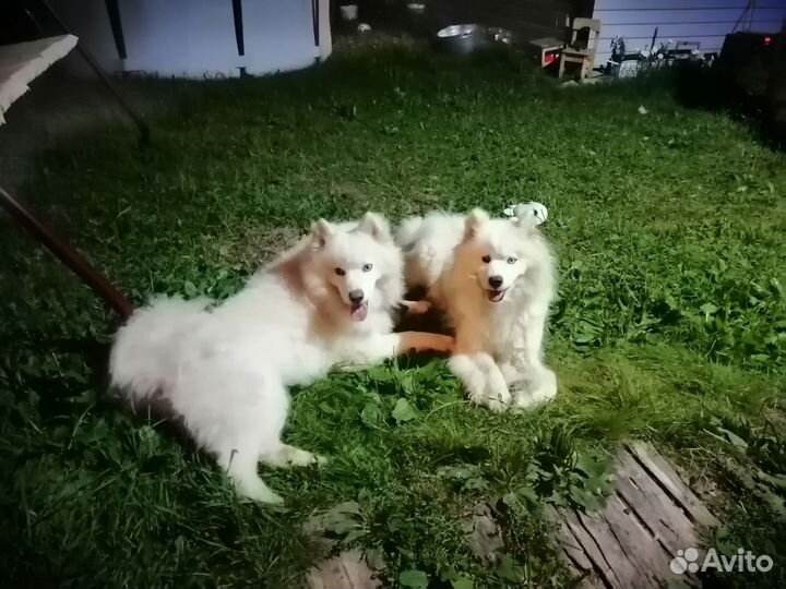 Щенки самоеда
