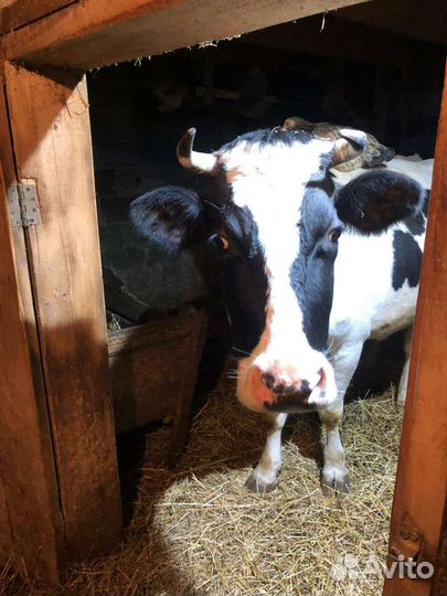 Корова стельная дойная