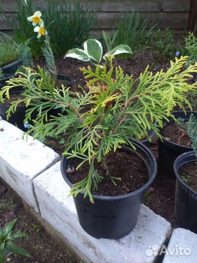 Туя шаровидная