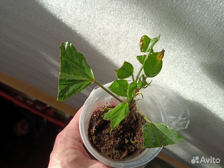 Гибискус комнатный