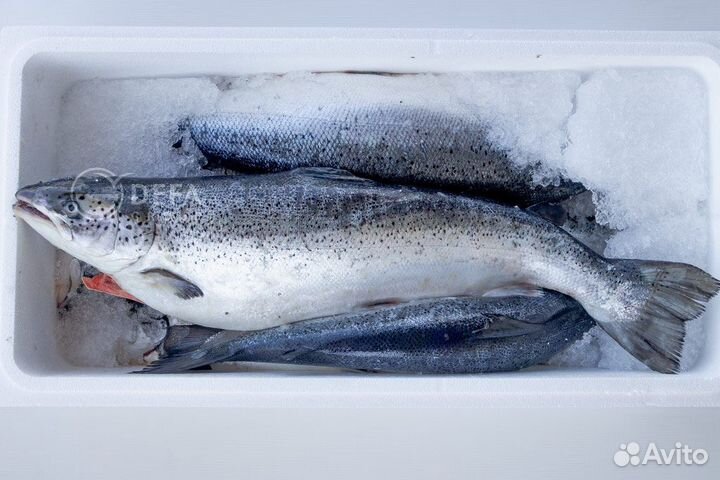 Лосось Охлажденный только опт от полета Оптом