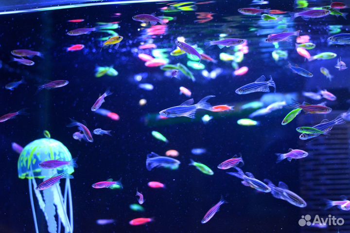 Данио глофиш