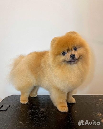 Груминг собак, грумер, стрижка собак