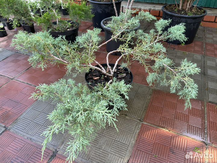 Хвойные растения