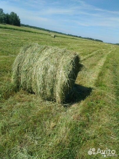Продам сено в рулонах