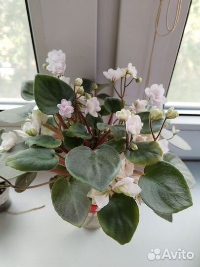 Мини фиалки