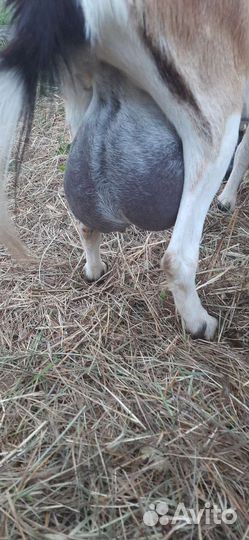 Козы дойные