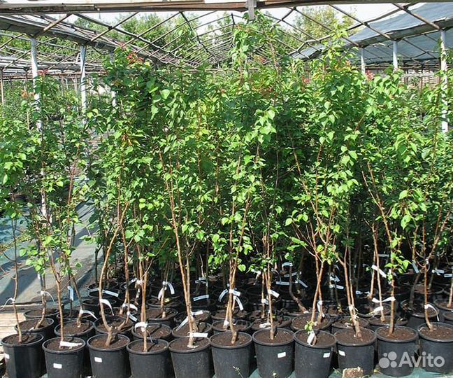 Саженцы плодовых деревьев (опт)