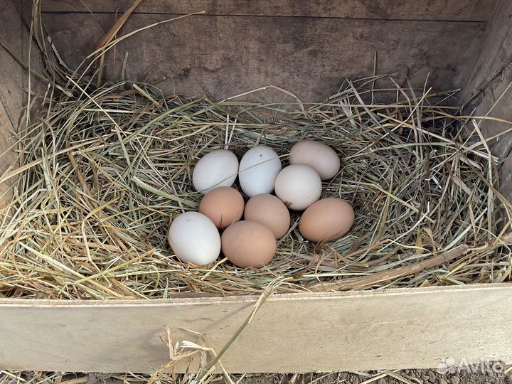 Куры молодки несушки