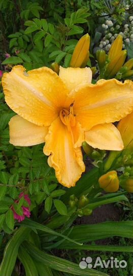 Лилейники, эхинацея