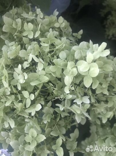 Многолетние Цветы.Гортезия Стронг Анабель